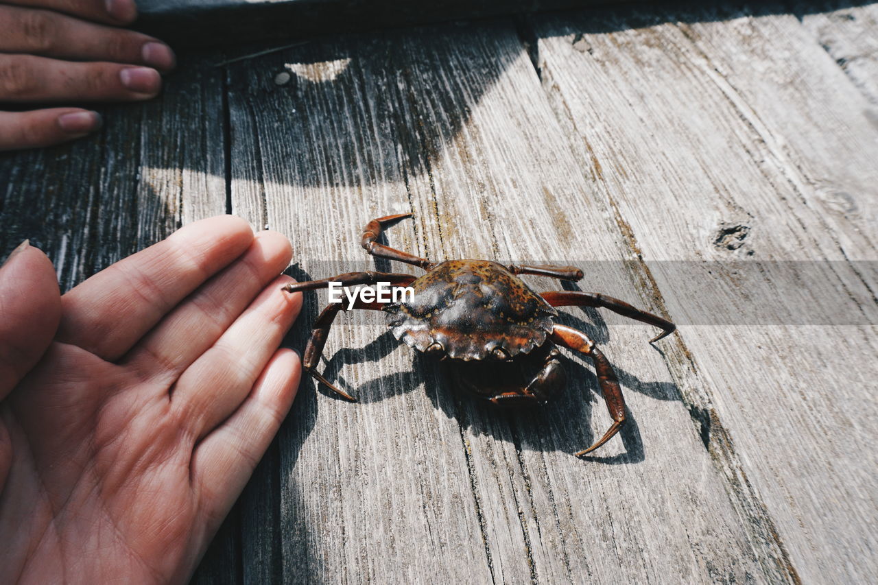Cropped hand of person playing with crab on wooden plank