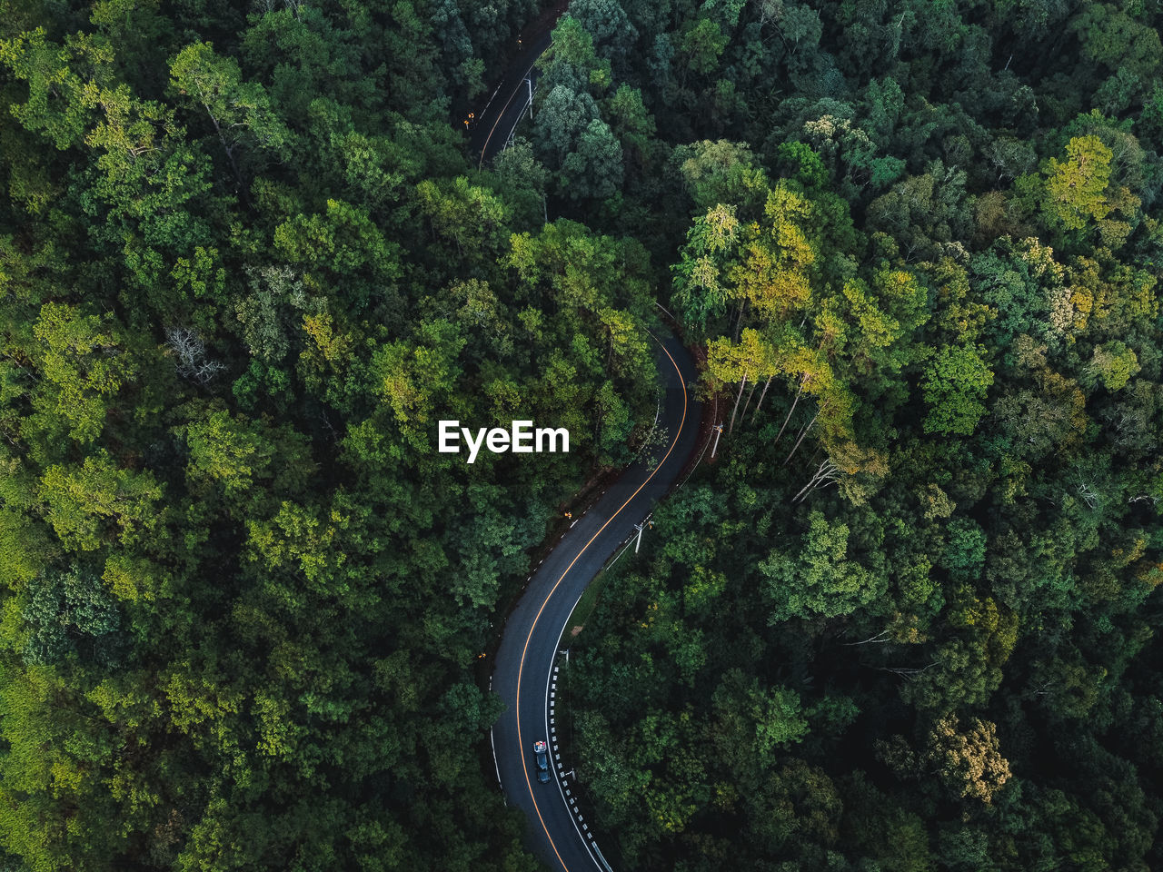 High angle view of road amidst trees in forest