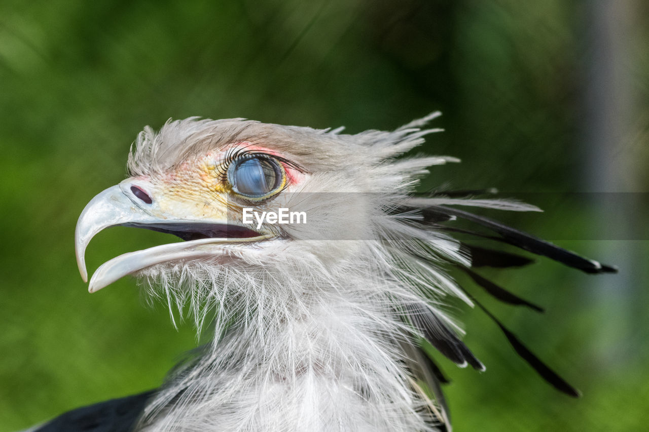 CLOSE-UP OF A EAGLE