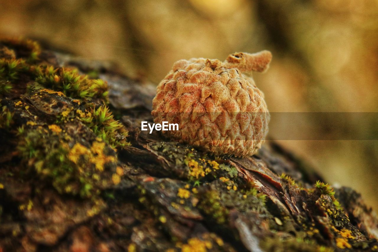 CLOSE-UP OF PINE CONE ON MOSS