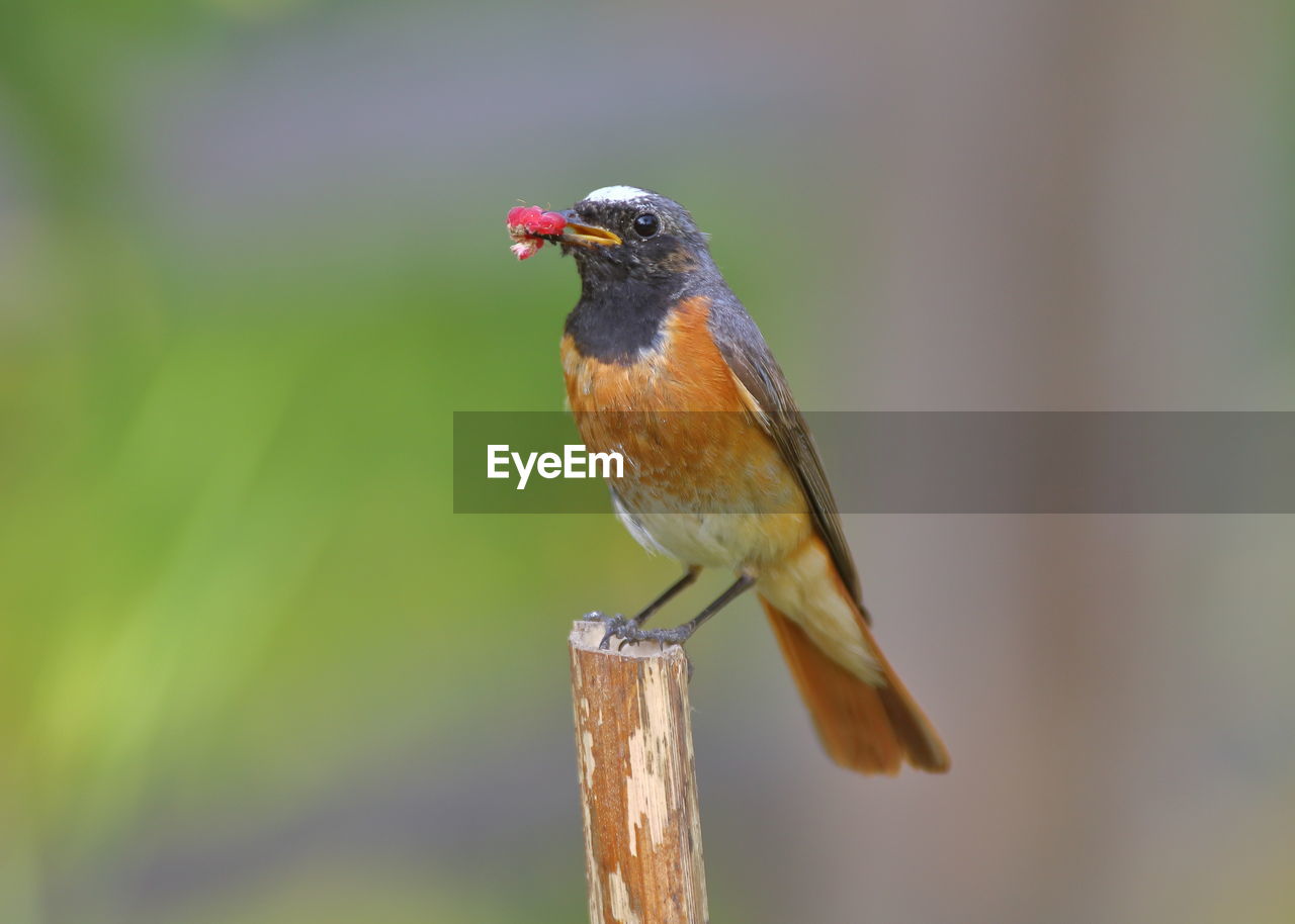 CLOSE-UP OF BIRD PERCHING ON A WOOD