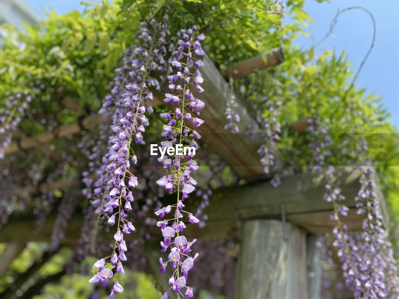 Low angle view of purple flowering plant against building