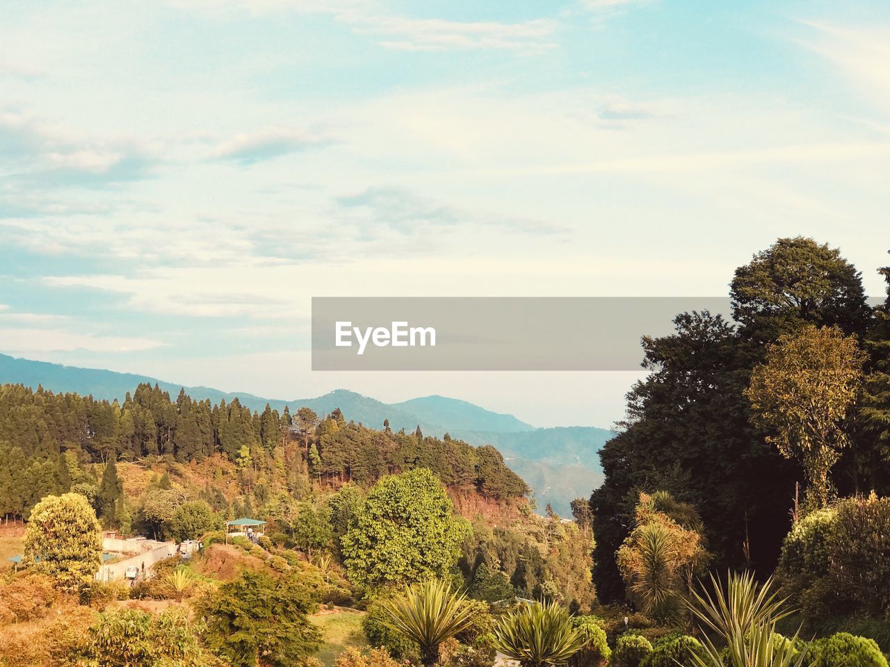 Scenic view of forest against sky