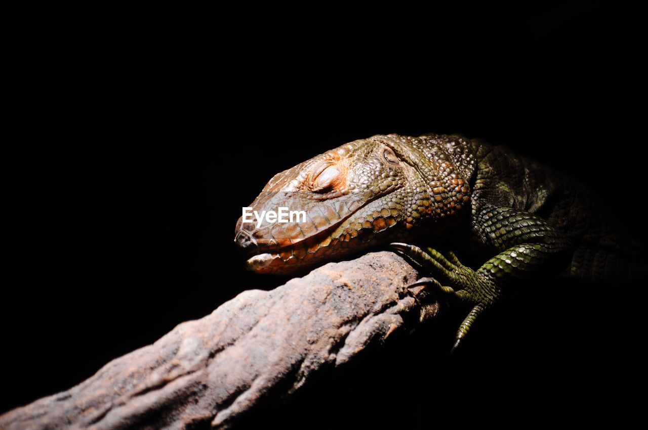 CLOSE-UP OF LIZARD IN BLACK BACKGROUND