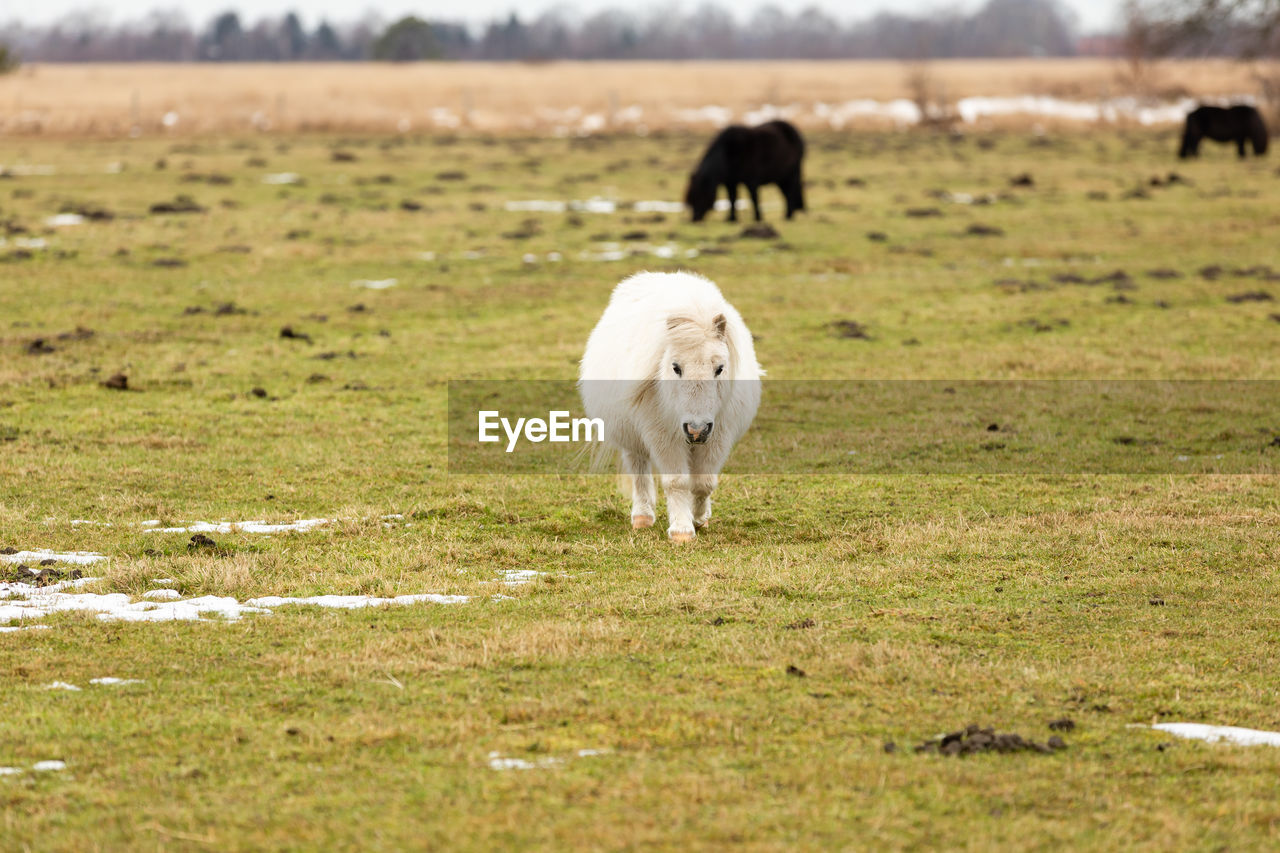 SHEEP GRAZING ON FIELD