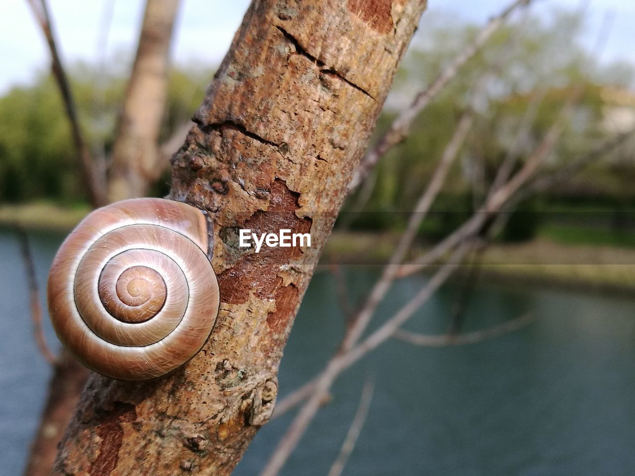 CLOSE-UP OF SNAIL ON TREE