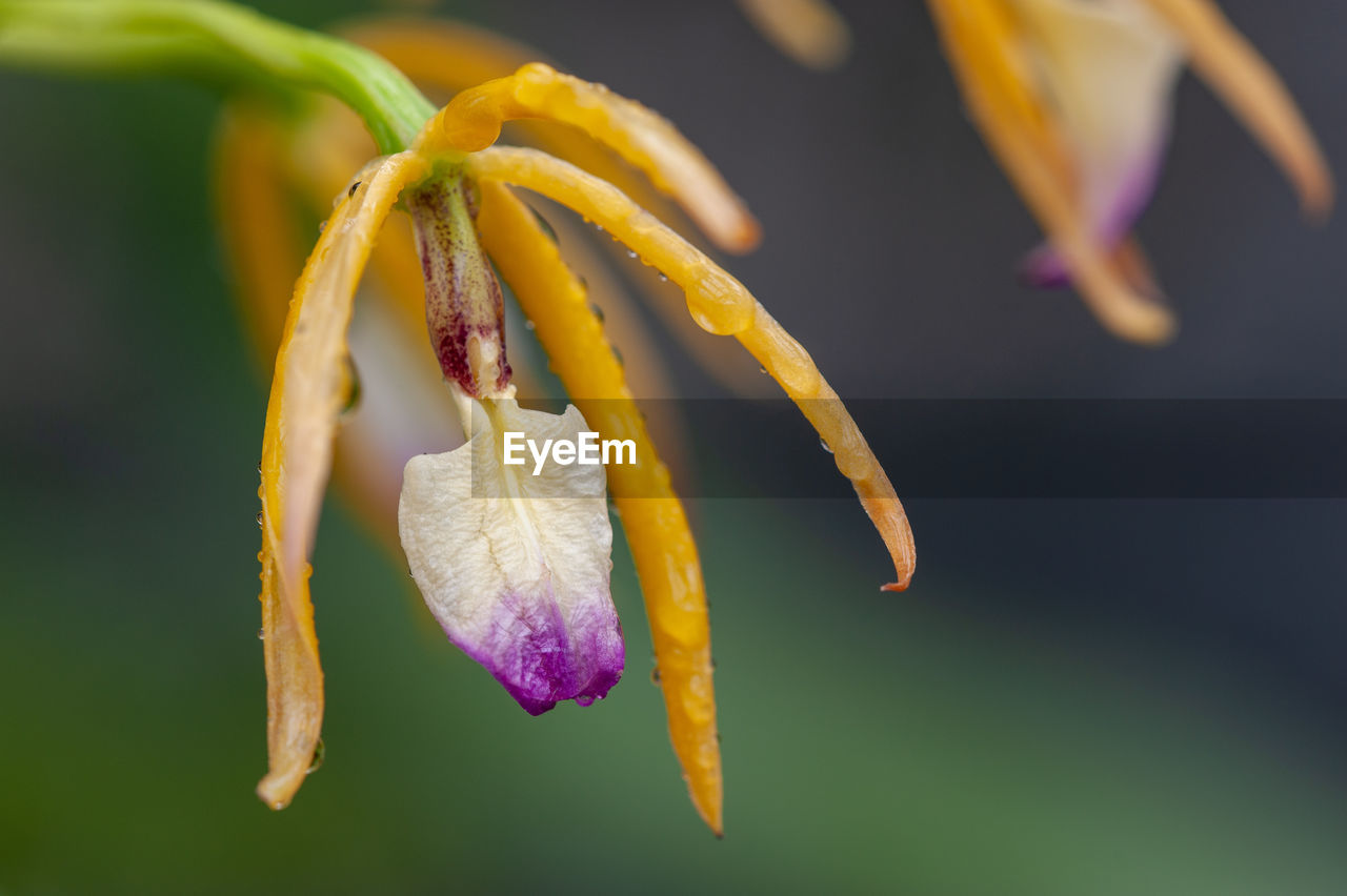 Close-up of wilted flower