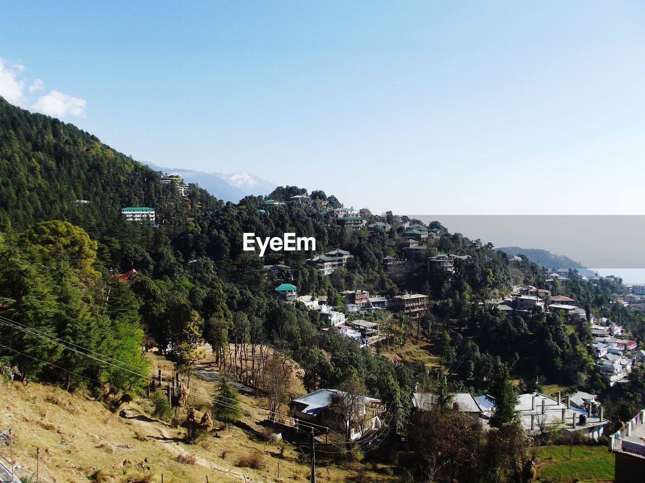 Trees on mountain against clear sky