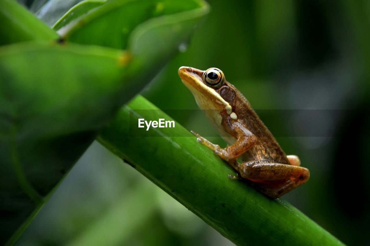 Side view of frog on stem