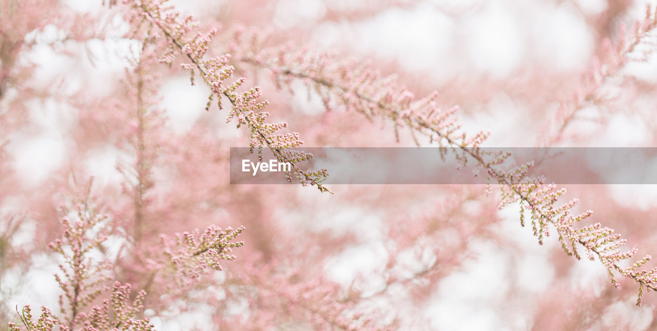 Blooming branches of tamarisk and sky. spring airy background with pink flowering plants