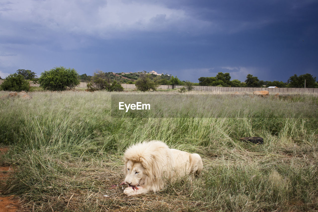 White lion eating prey on grassy field against sky