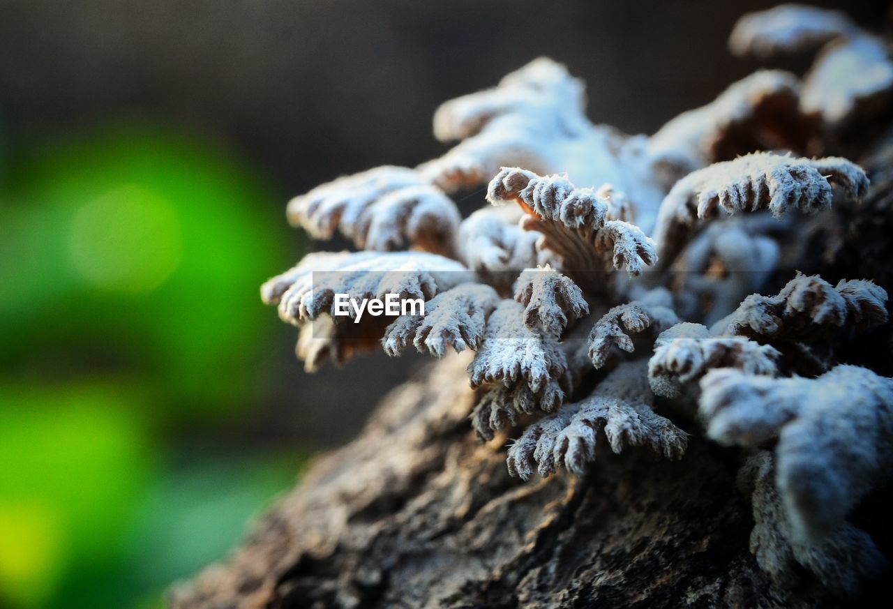 Close-up of mushrooms growing on tree trunk