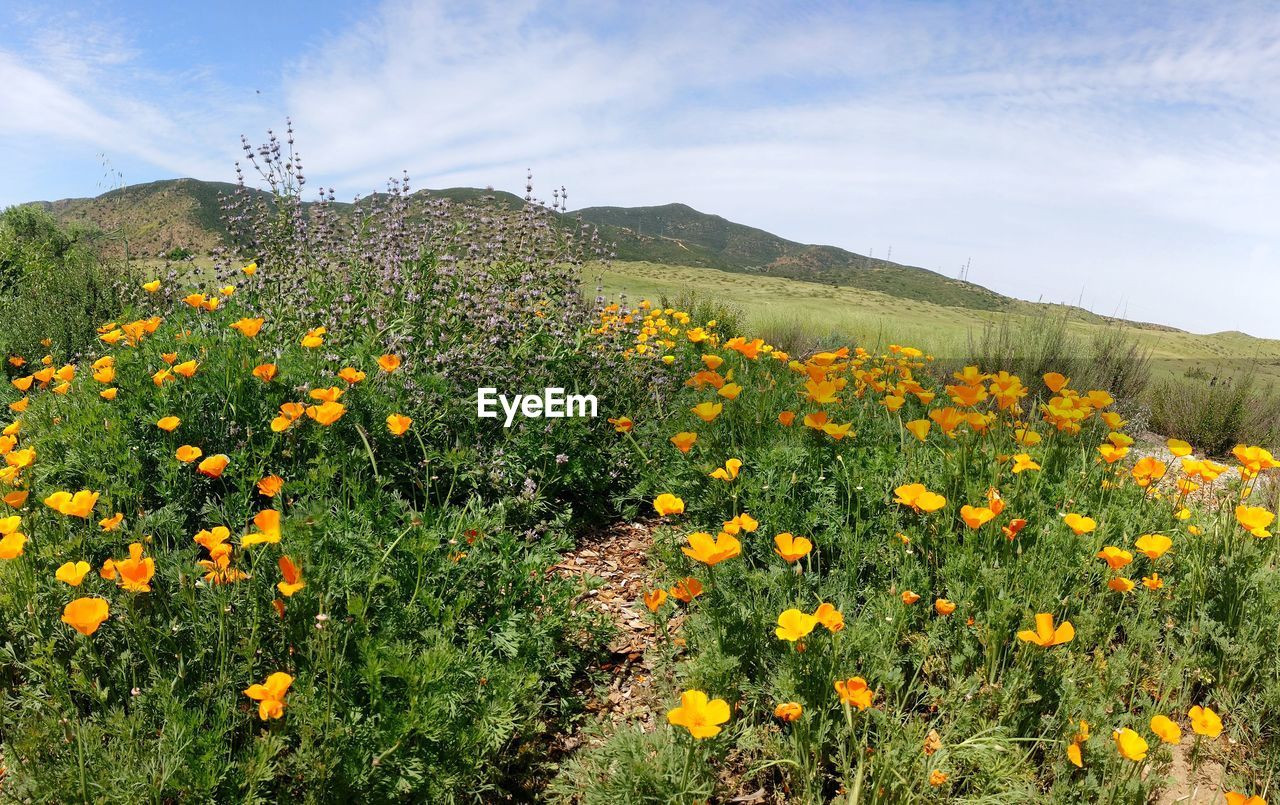 YELLOW FLOWERS GROWING ON FIELD