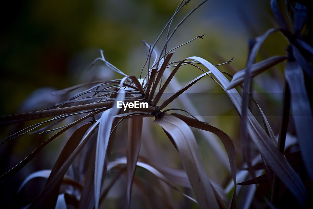 plant, nature, grass, close-up, growth, leaf, flower, branch, sunlight, beauty in nature, hymenocallis, no people, macro photography, focus on foreground, light, plant part, hymenocallis littoralis, outdoors, land, tree, selective focus, green, tranquility, crop, agriculture, cereal plant, flowering plant