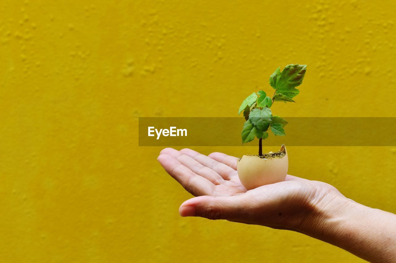 Cropped hand holding sapling against yellow wall