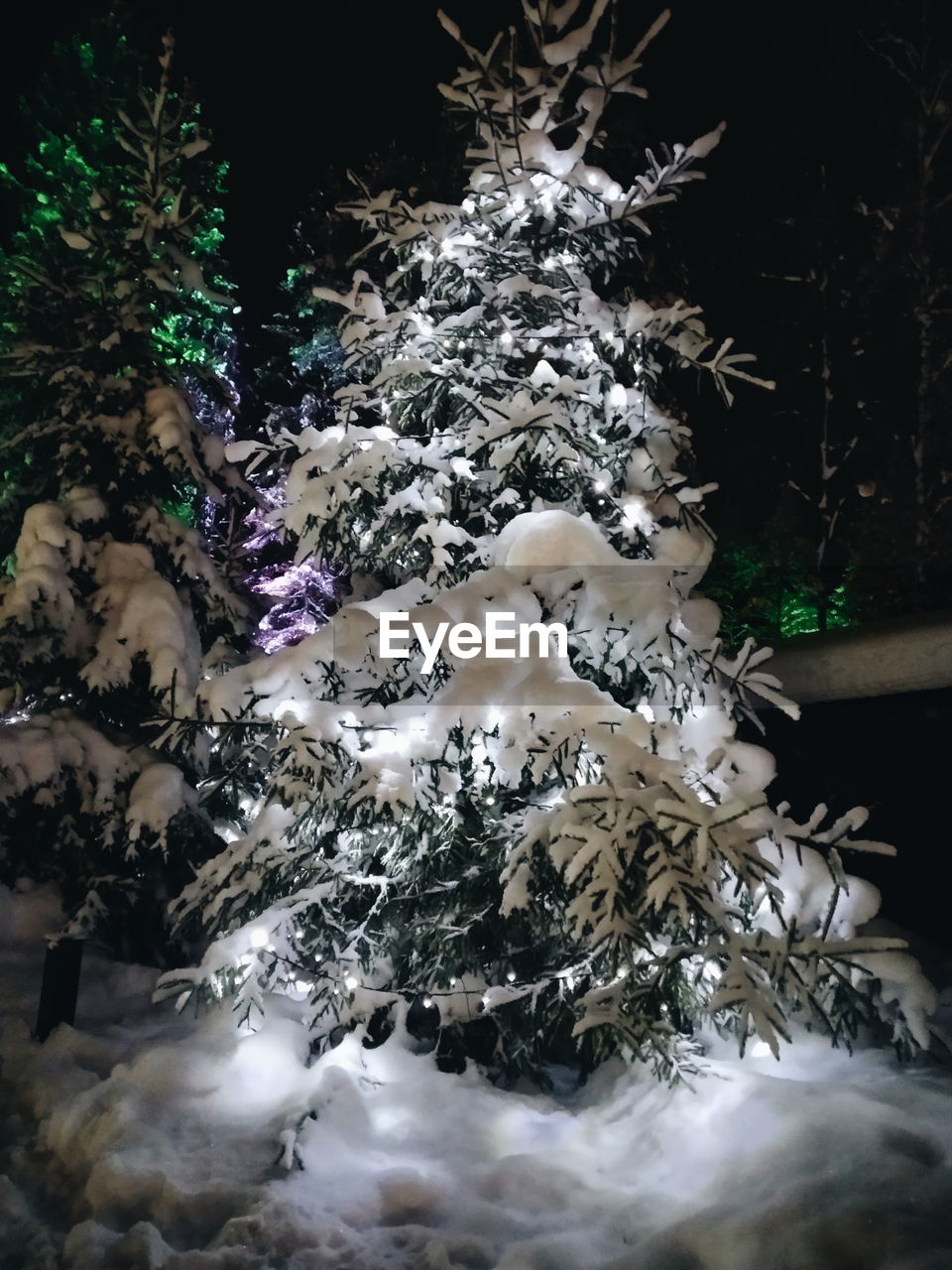 ILLUMINATED CHRISTMAS TREE IN WINTER