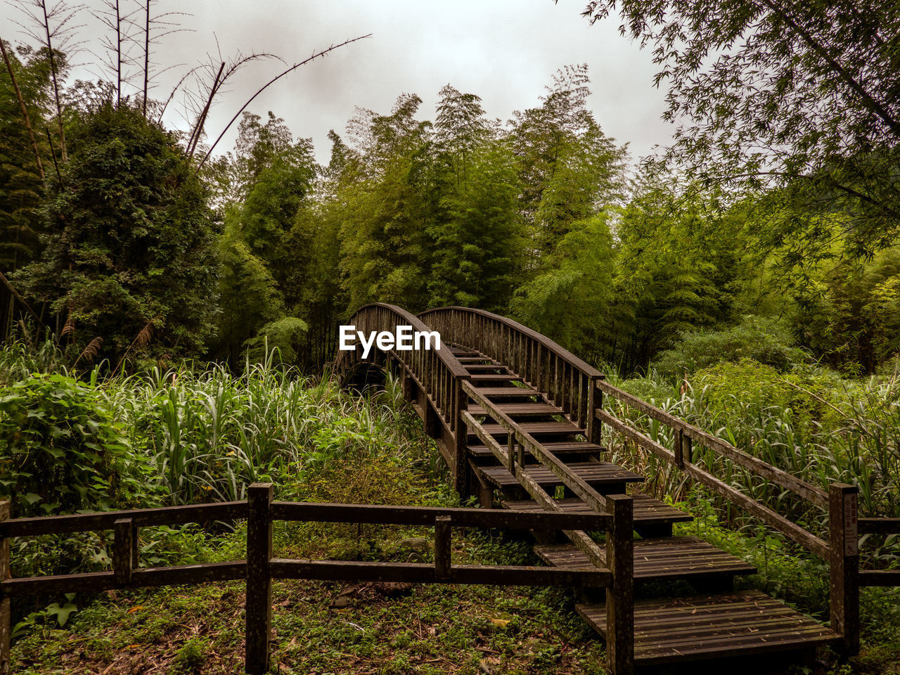 FOOTBRIDGE IN FOREST