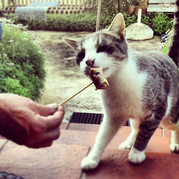 CROPPED IMAGE OF MAN HOLDING CAT