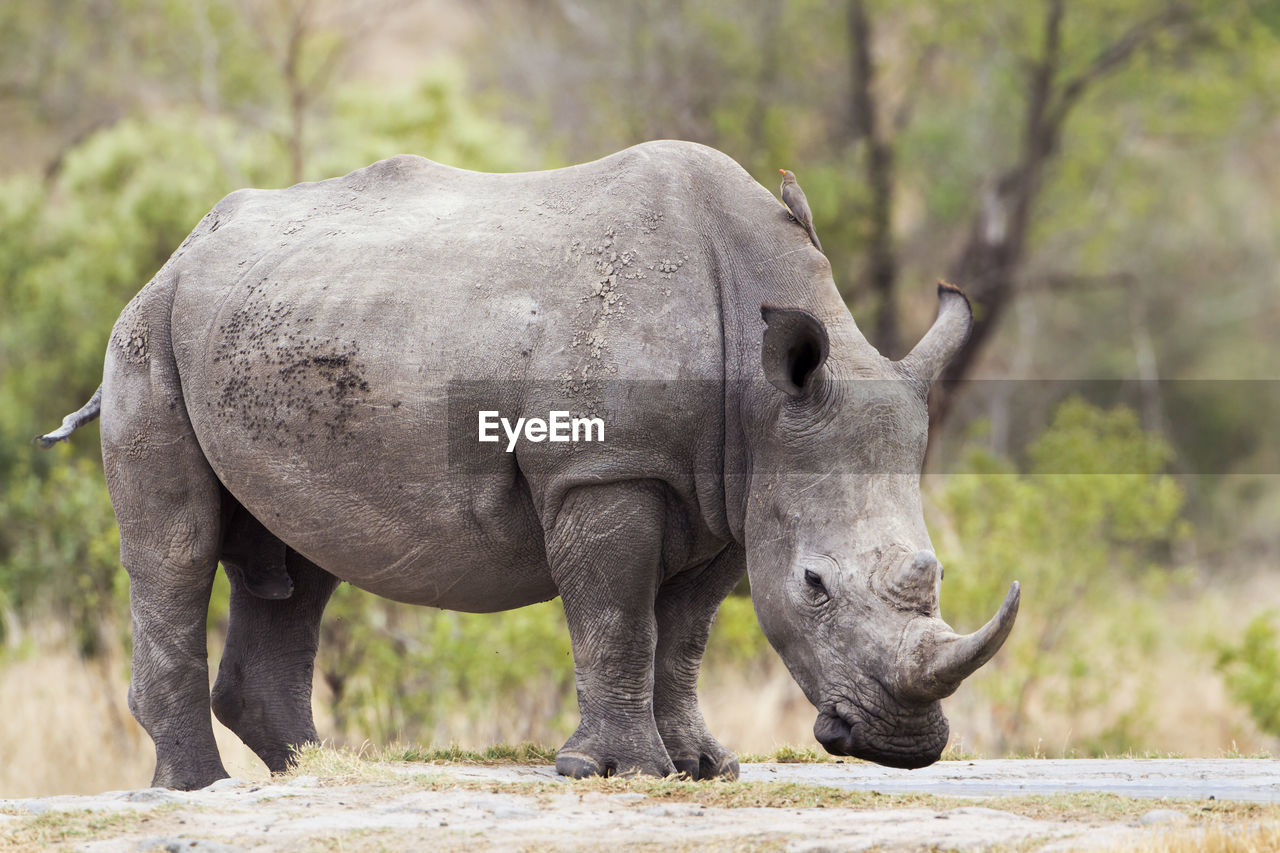 White rhinoceros standing on field