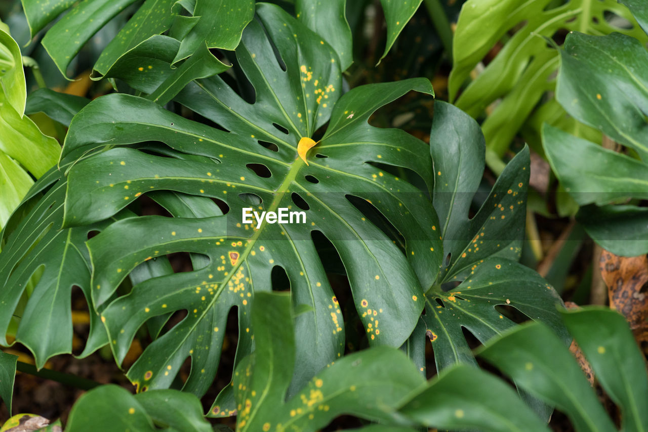 FULL FRAME SHOT OF PLANTS