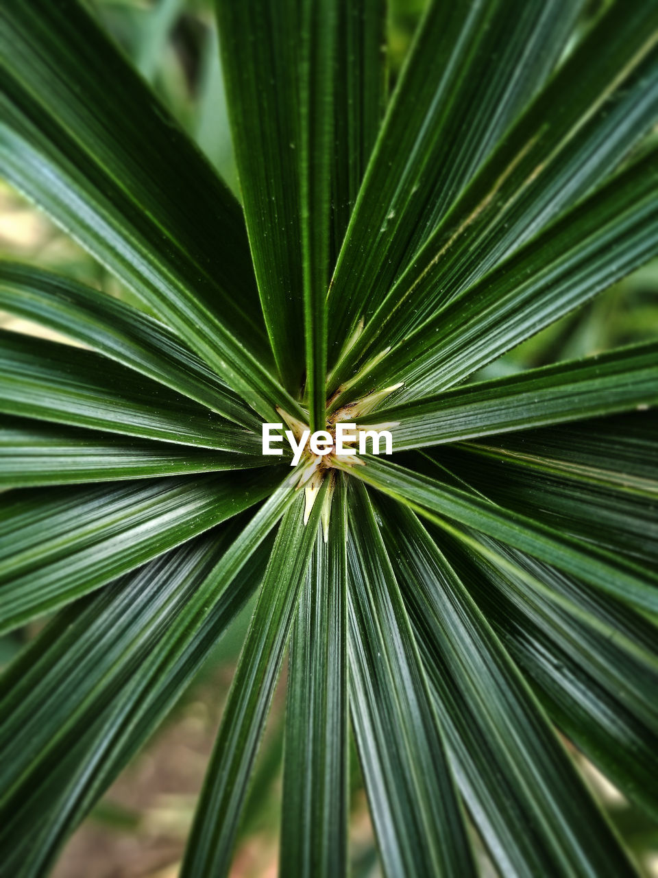 Close-up Green Color No People Full Frame Nature Outdoors Growth Day Palm Tree Tree Fragility Beauty In Nature Hello World Galaxy S8+ Smartphonephotography Leaf