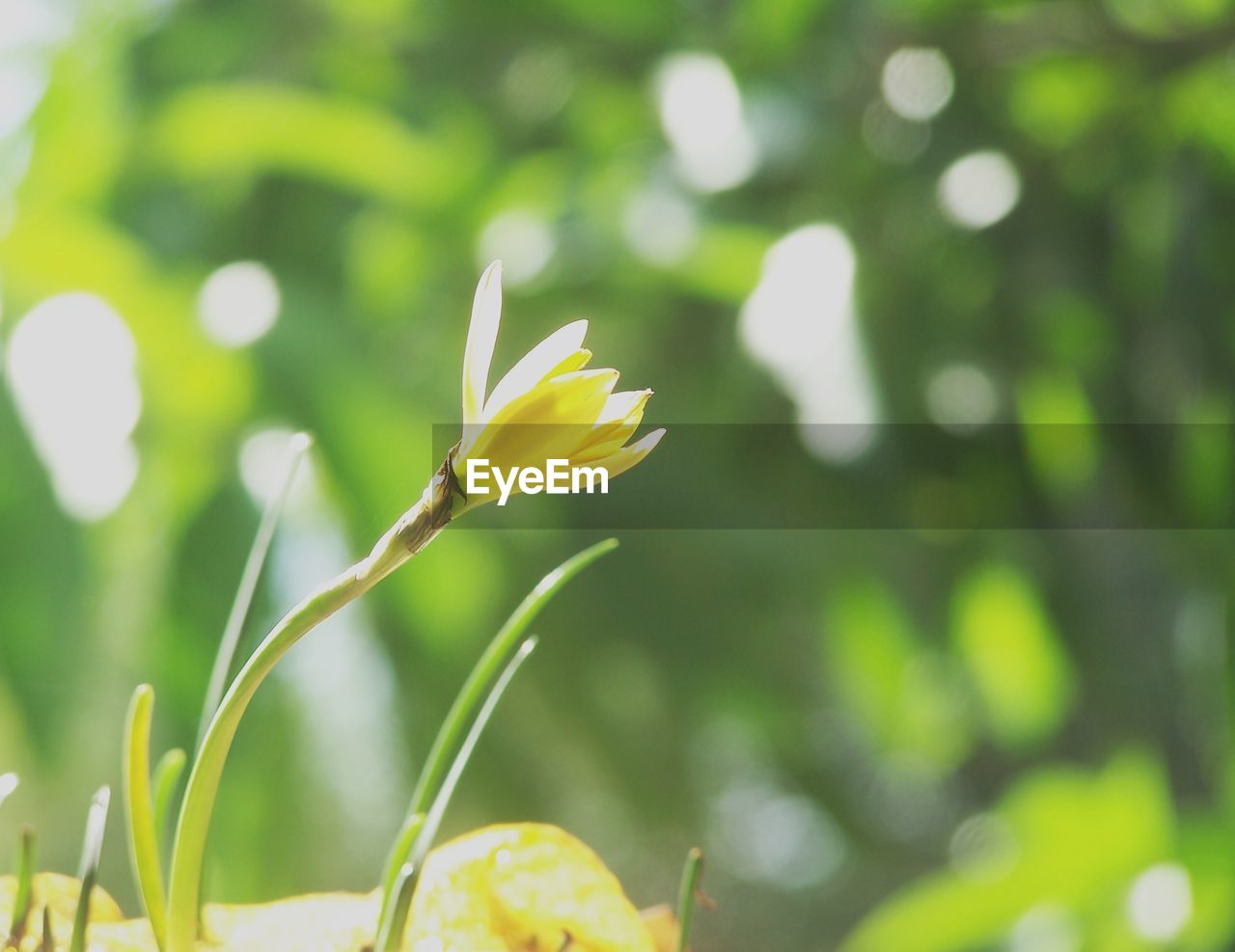 CLOSE-UP OF YELLOW FLOWERING PLANTS