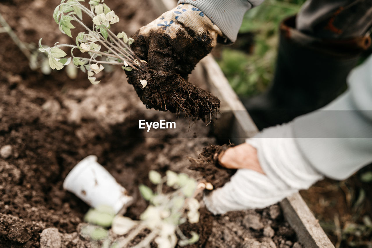 Female hands senior woman planting seedlings sprouts vegetable plant tomatoes in soil in a garden