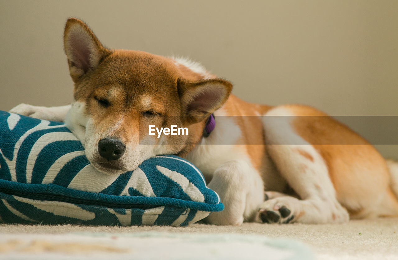 Close-up of dog sleeping