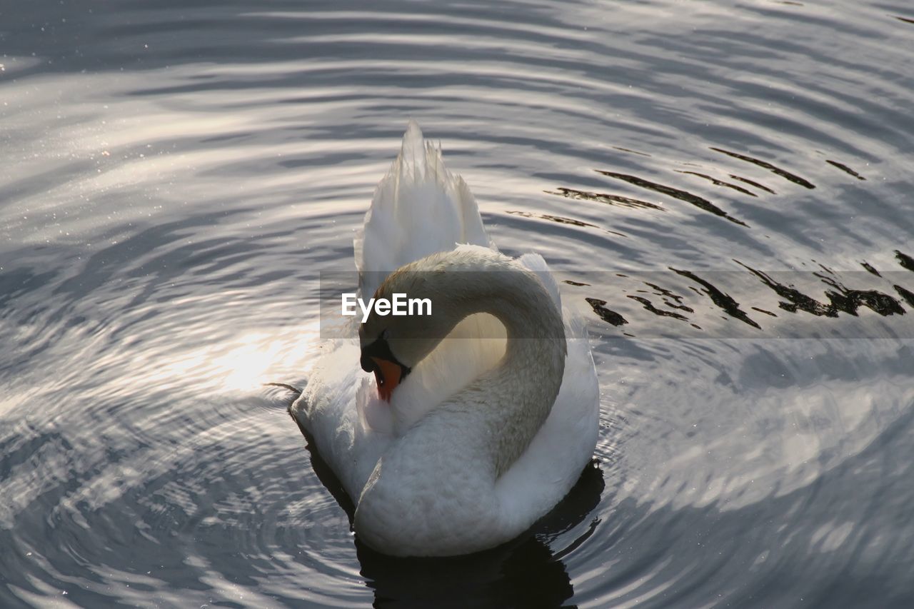 SWAN FLOATING IN LAKE