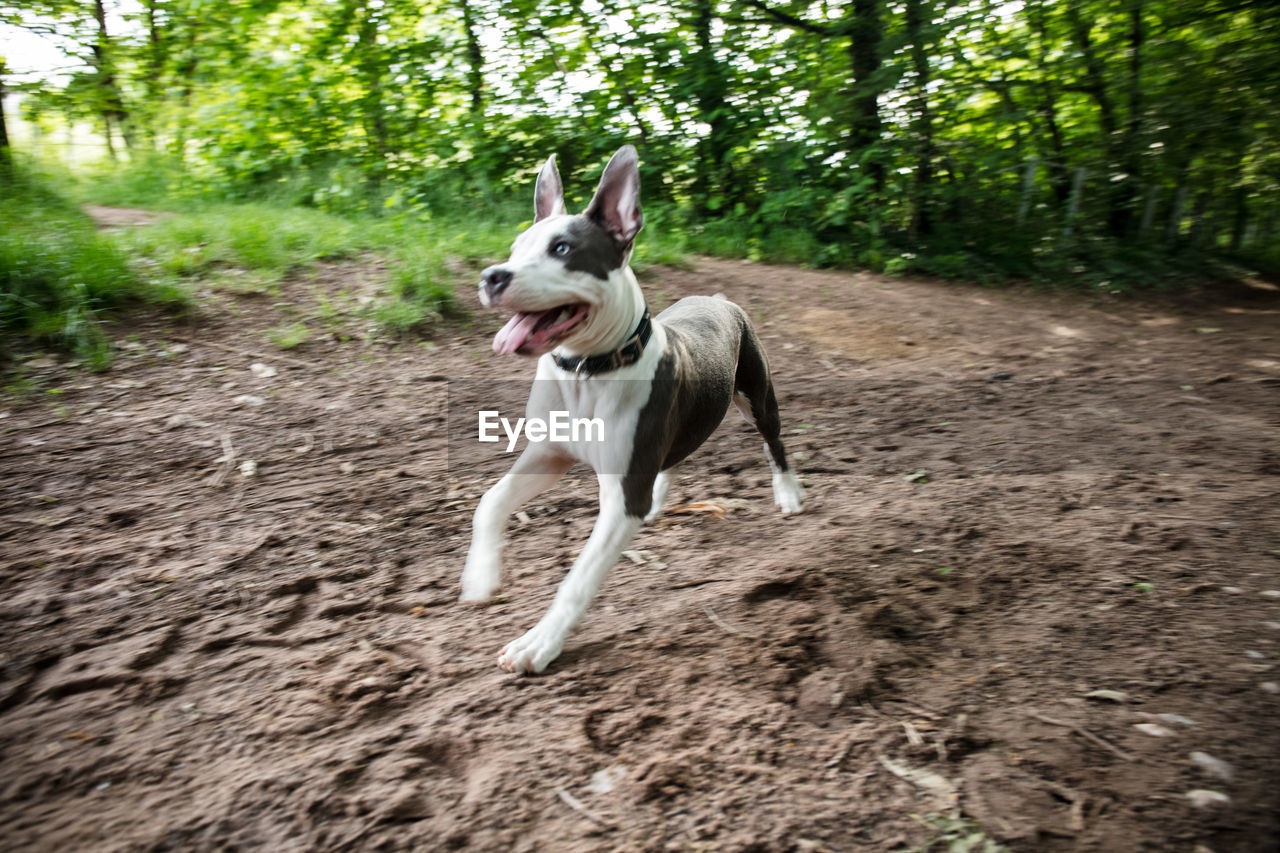VIEW OF DOG RUNNING IN FOREST