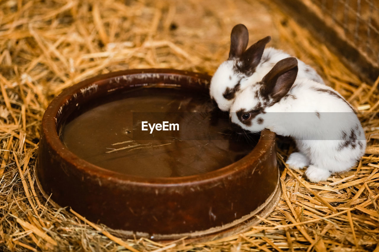 HIGH ANGLE VIEW OF A CAT IN THE BOWL