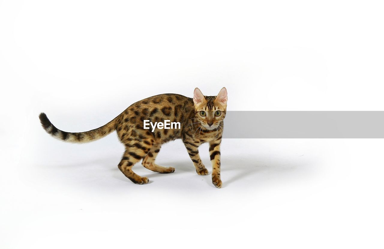 Portrait of bengal cat against white background