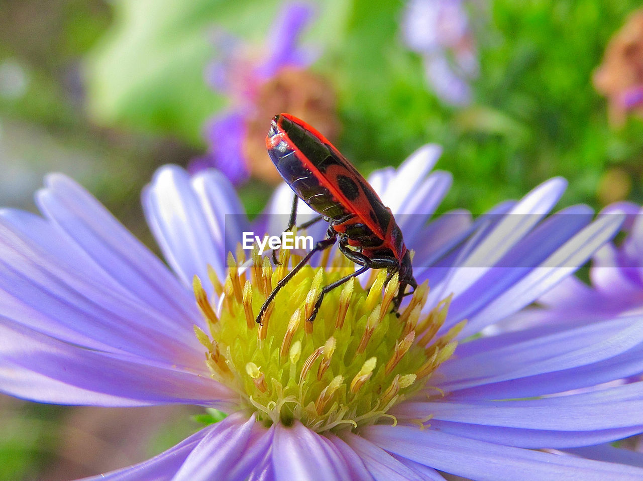 Close-up of fire bug -pyrrhocoris apterus- pollinating on purple flower