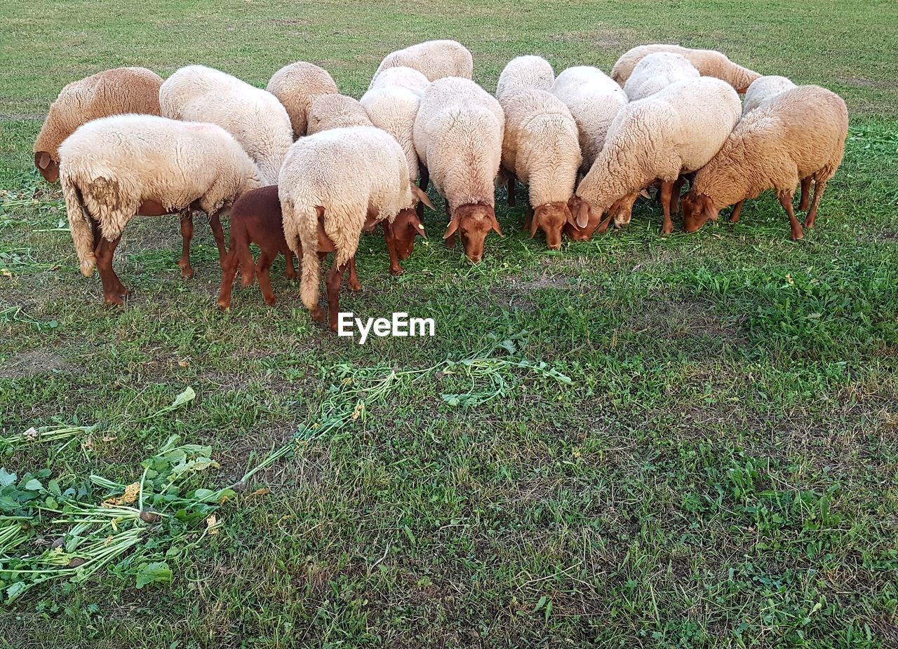 HAY BALES IN FIELD