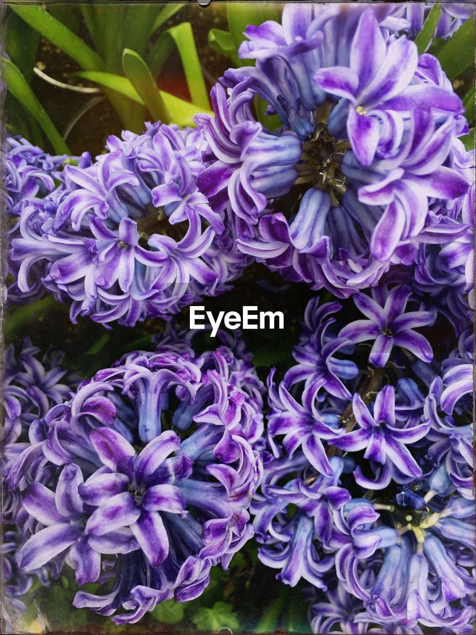 Close-up of hyacinth flowers blooming outdoors