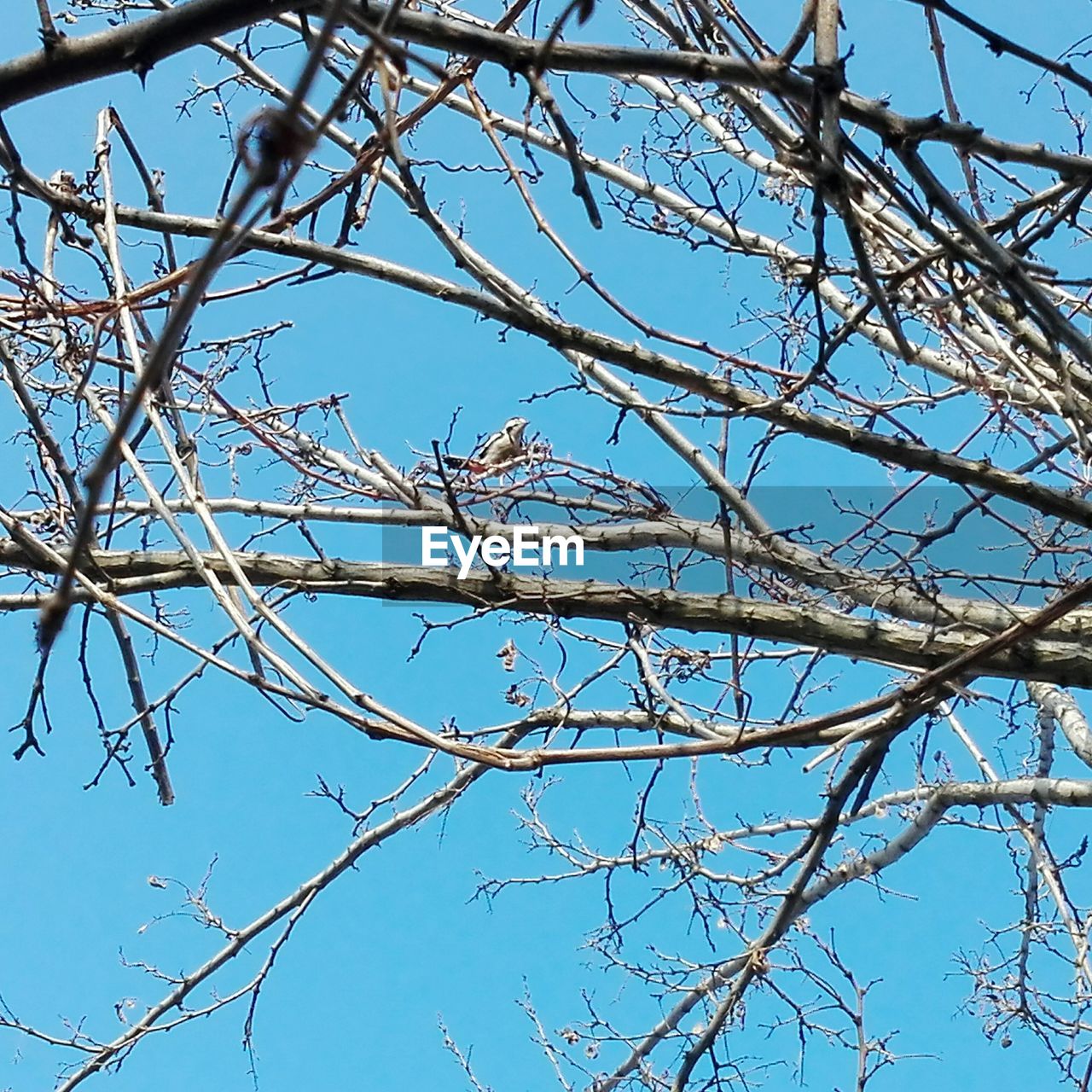 LOW ANGLE VIEW OF TREE BRANCHES AGAINST SKY