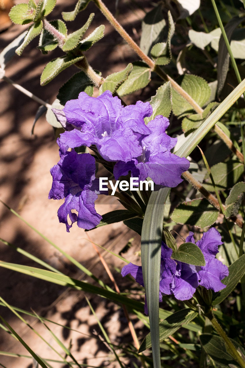 CLOSE-UP OF PURPLE FLOWERS