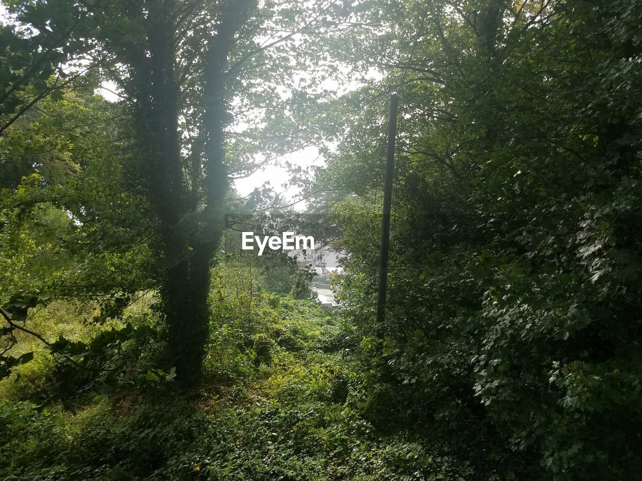 VIEW OF TREES IN FOREST