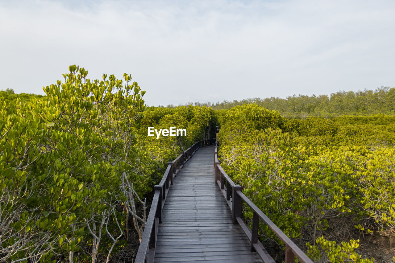 Boardwalk amidst mangrove plants on land against sky