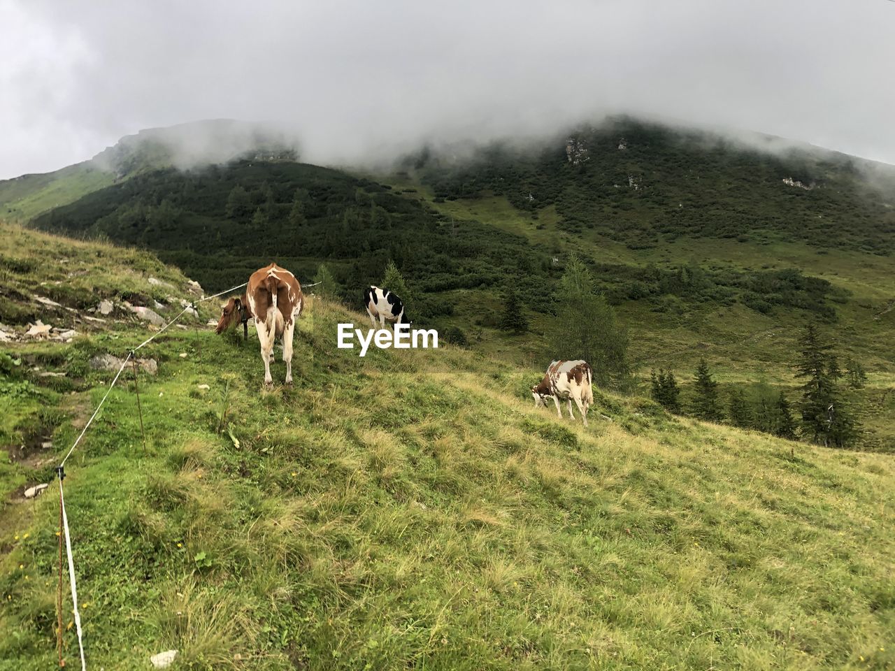 Cows grazing in a field