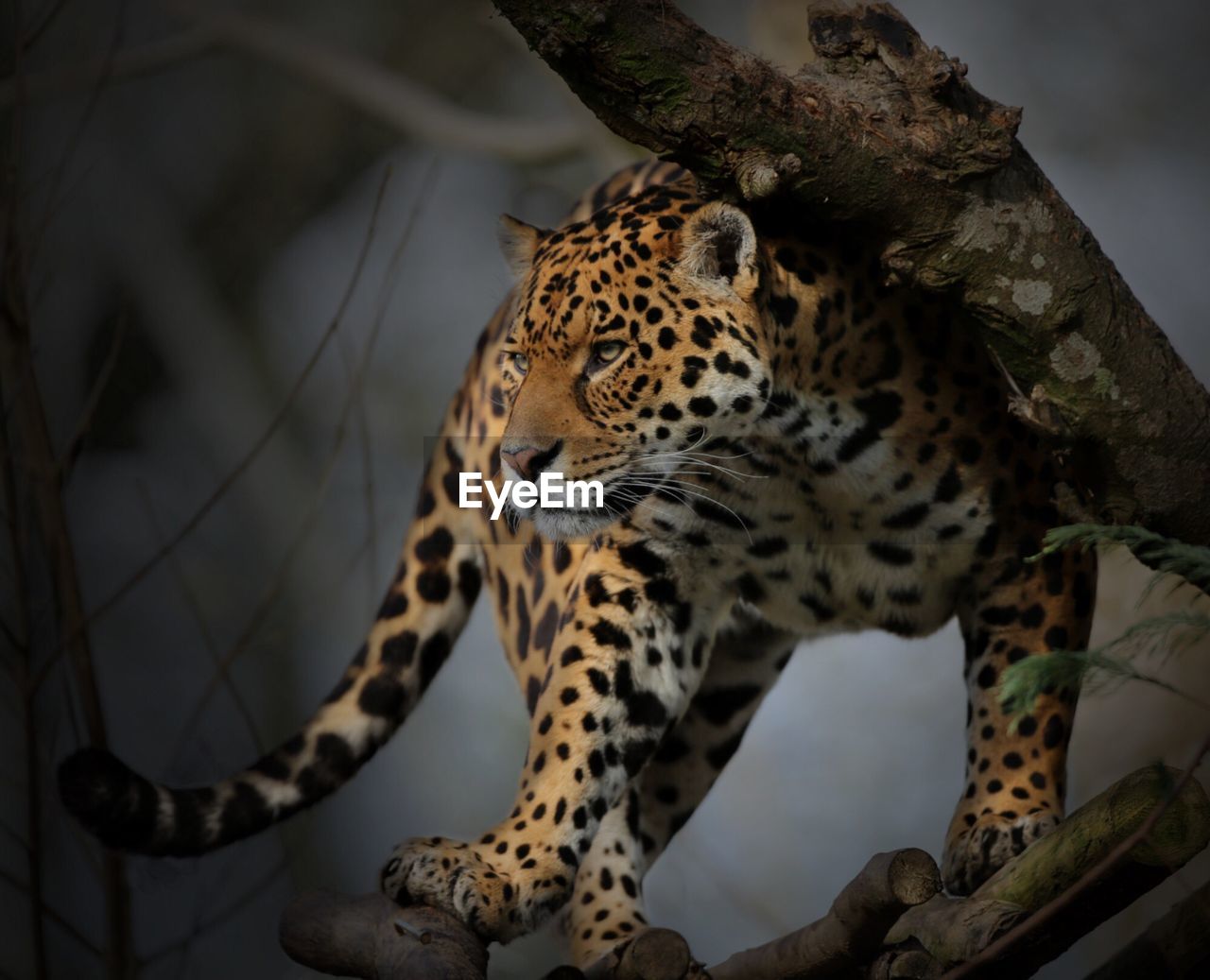 Low angle view of leopard on tree trunk