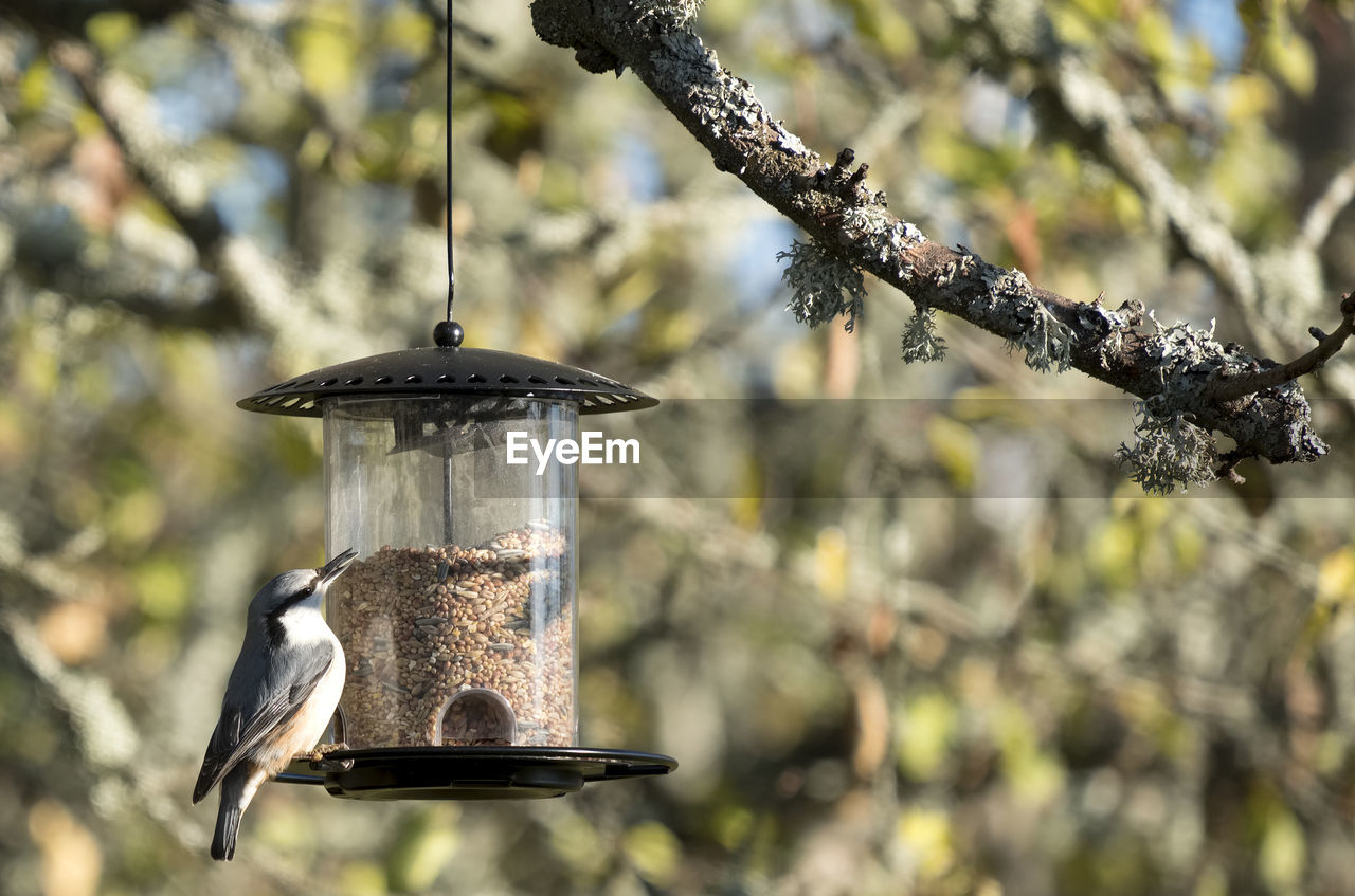 Close-up of nuthatch eating bird food