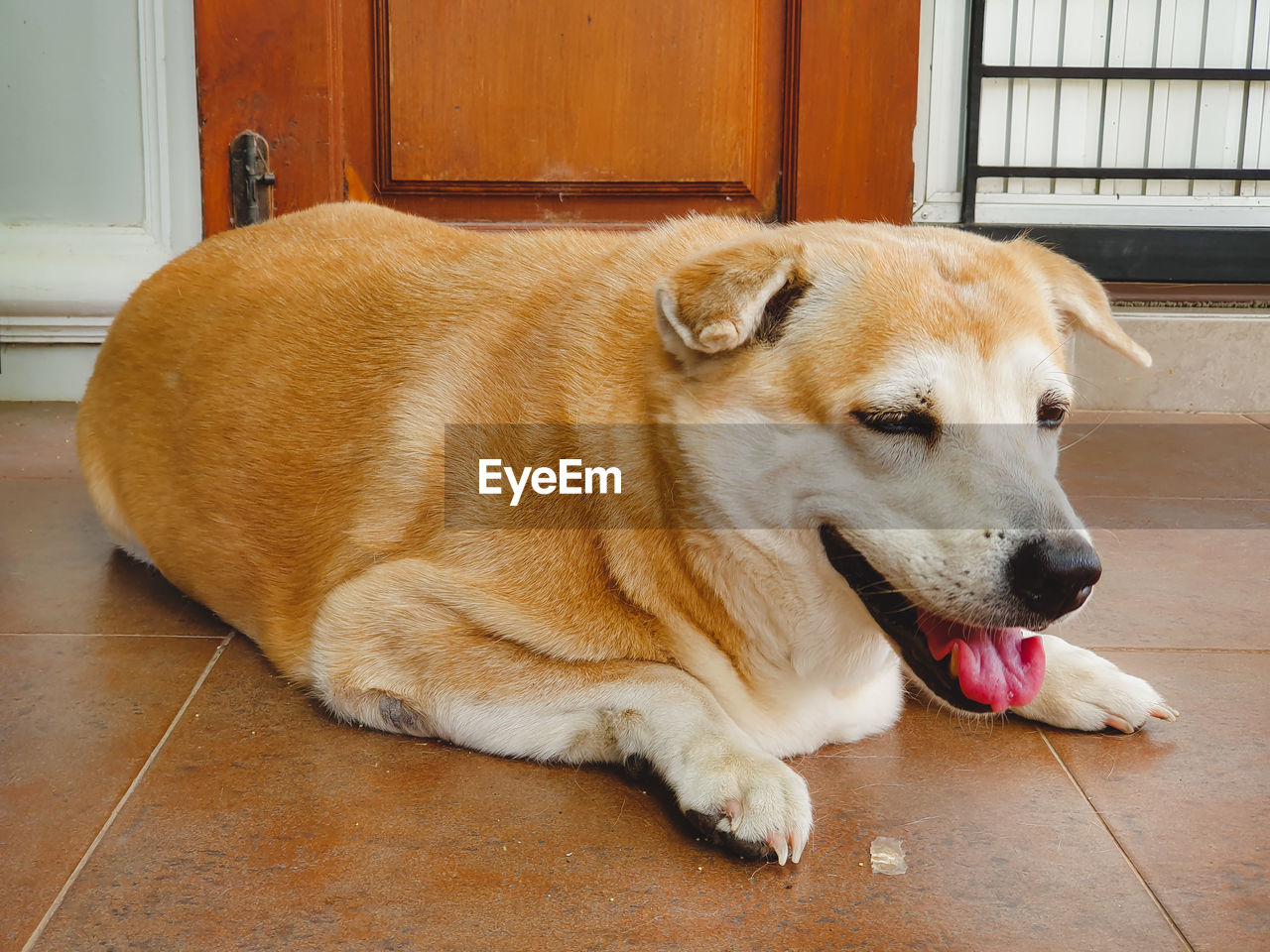 DOG LYING DOWN ON FLOOR