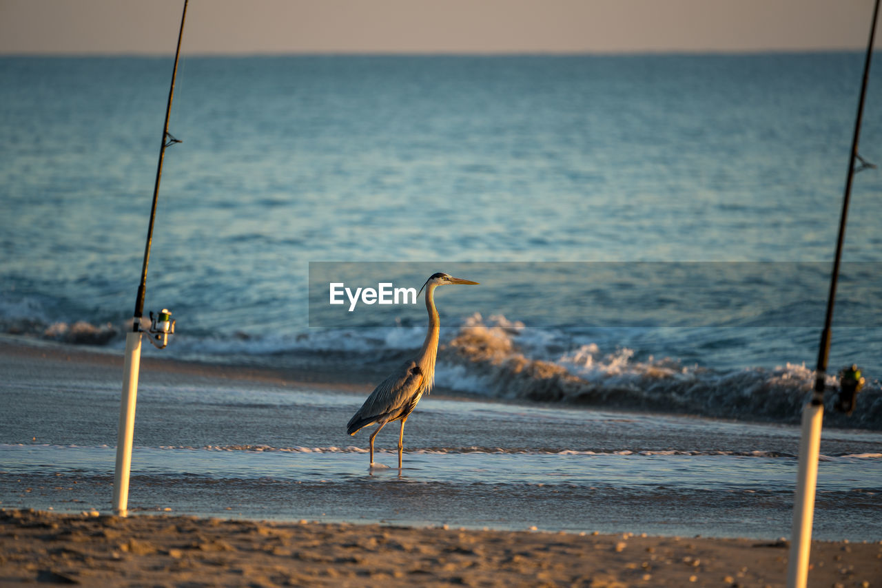 SEAGULL PERCHING ON A SEA