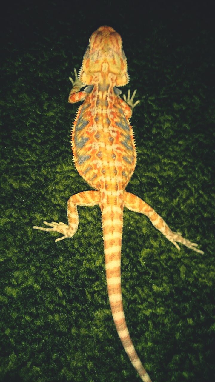 High angle view of lizard on moss at night