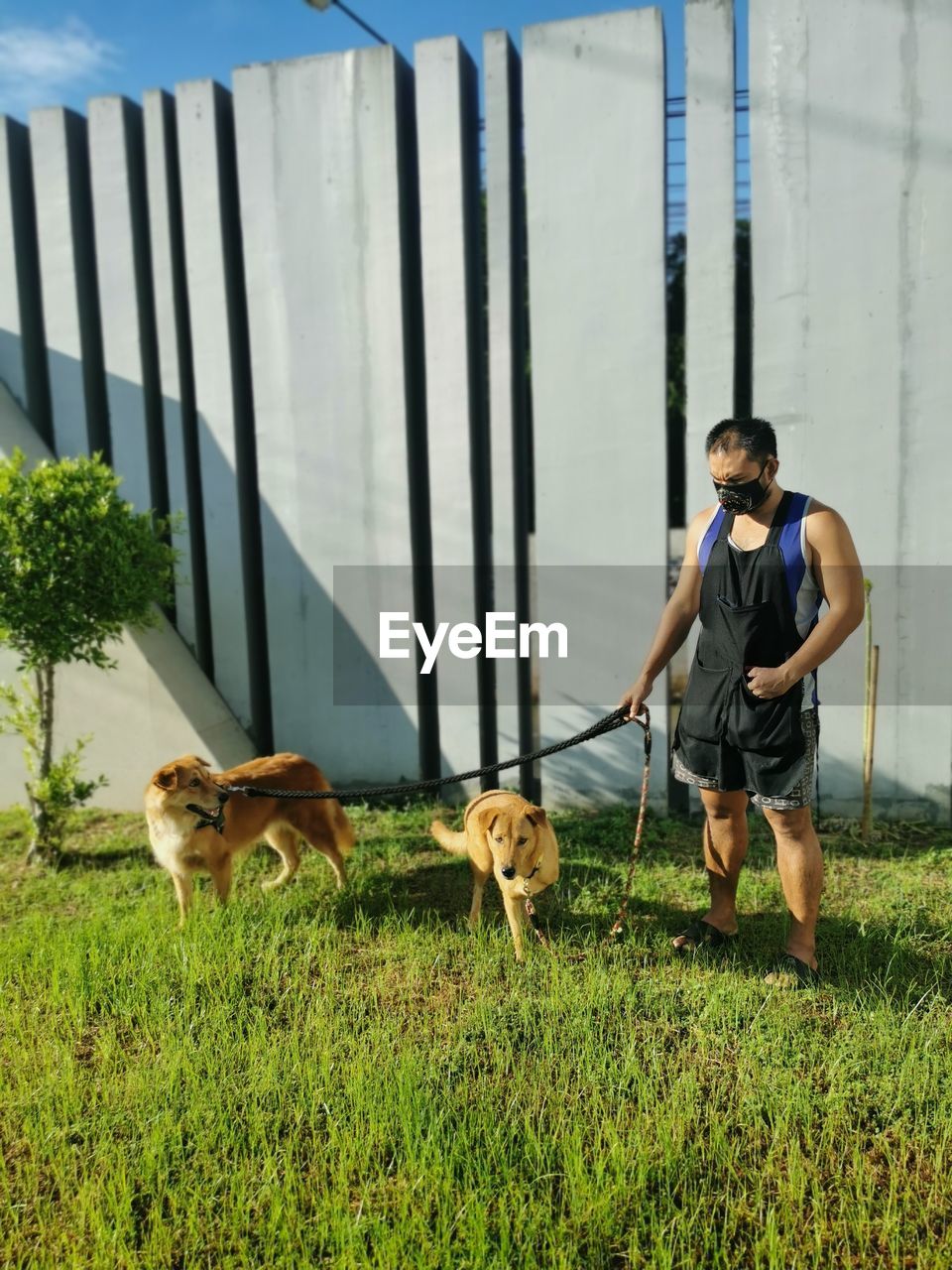 DOG STANDING ON FIELD