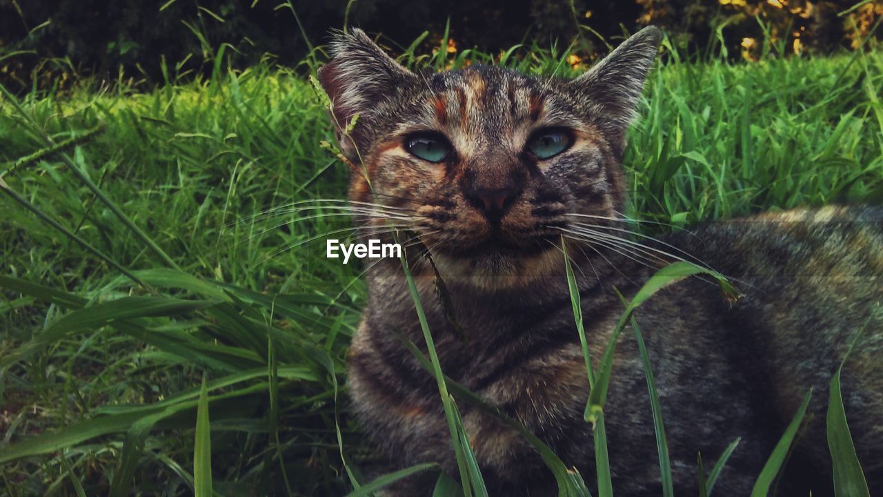 CLOSE-UP PORTRAIT OF CAT