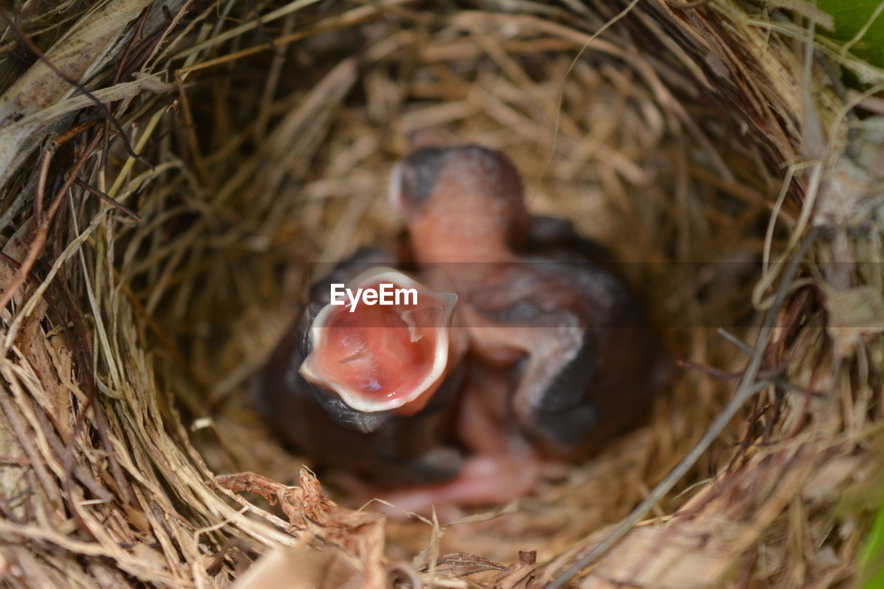 Close-up of young bird in nest