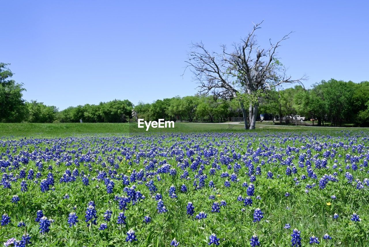 plant, flower, flowering plant, tree, beauty in nature, field, blue, nature, growth, land, sky, landscape, meadow, freshness, environment, no people, scenics - nature, clear sky, tranquility, rural scene, grass, tranquil scene, day, prairie, springtime, grassland, fragility, agriculture, purple, outdoors, green, wildflower, abundance, woodland, non-urban scene, idyllic