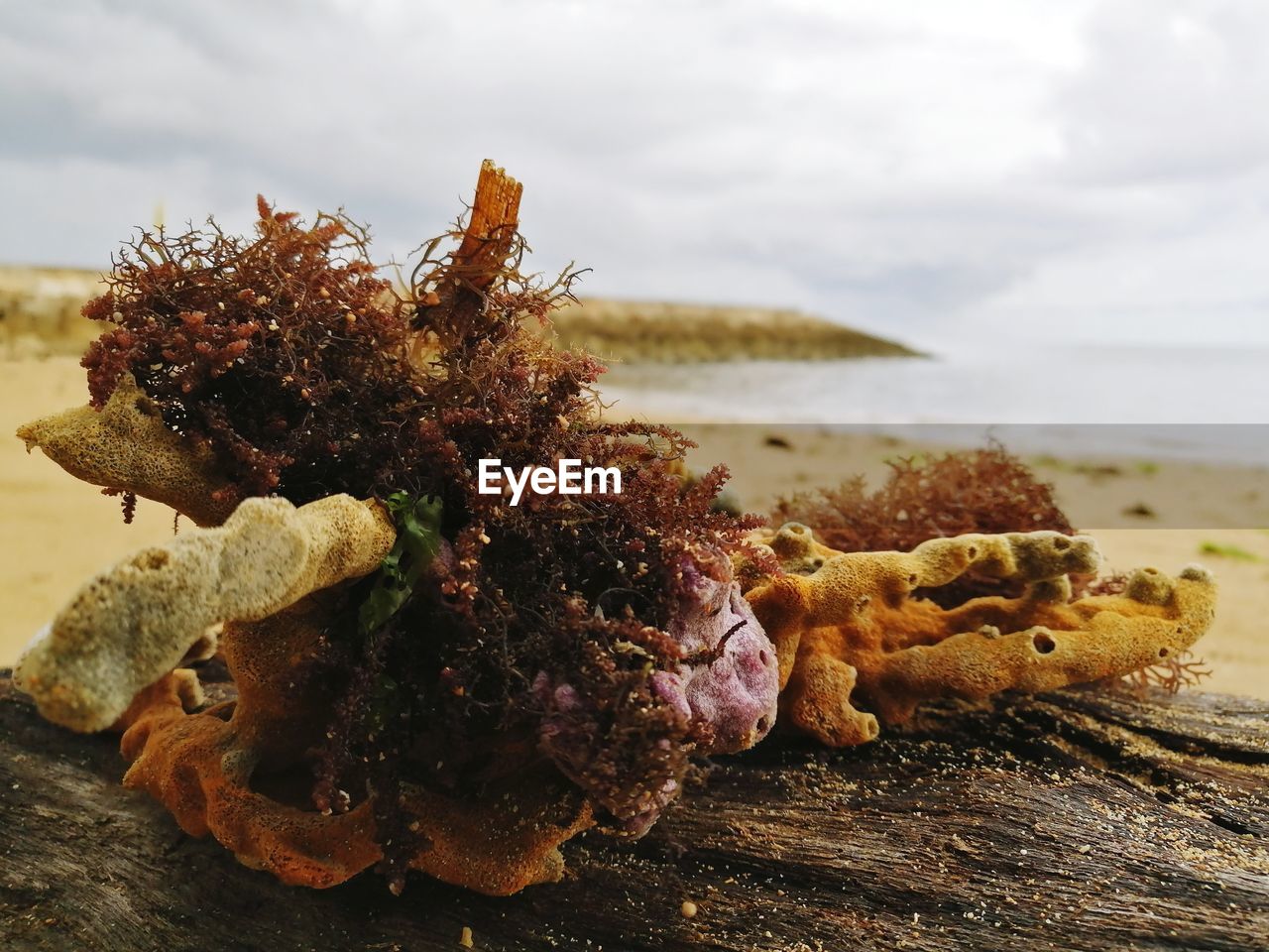 Soft coral with seaweed on the dry wood at the beach 